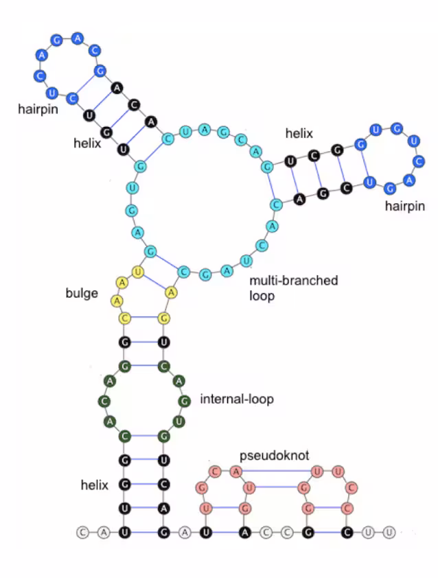 Diagramm der mRNA-Sekundärstruktur